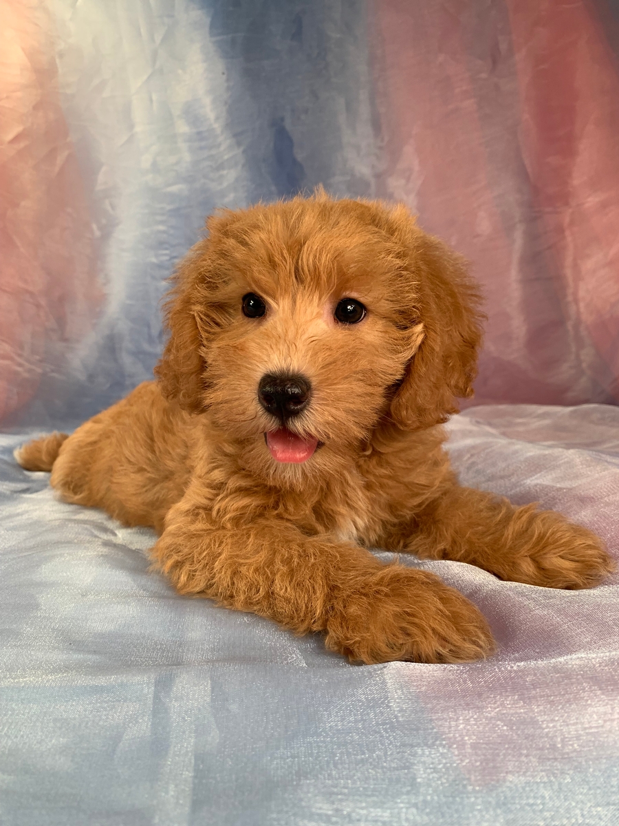 Dark Apricot Mini Schnoodle Male Puppy for Sale $1200